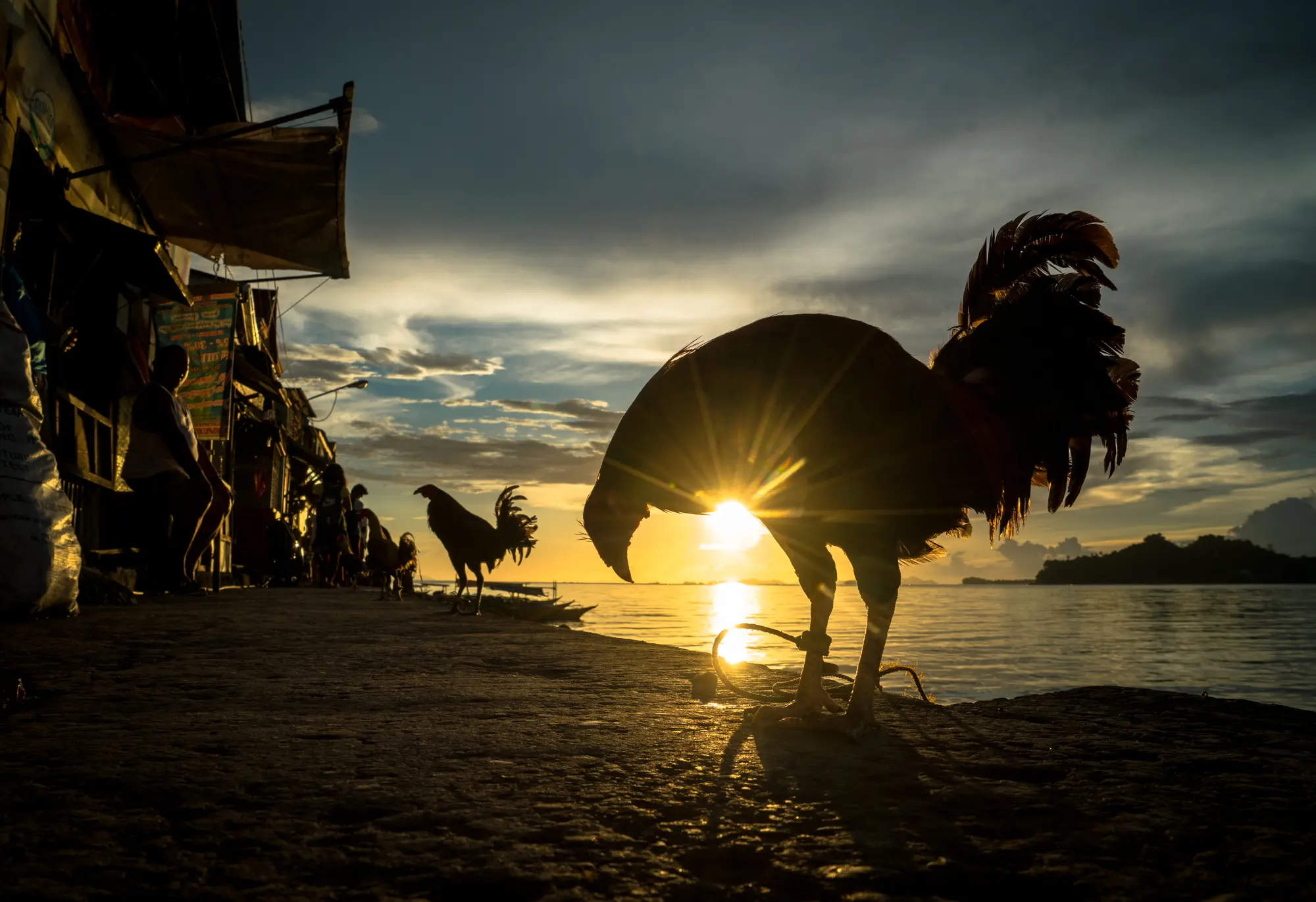 Rooster in Catbalogan, Philippines