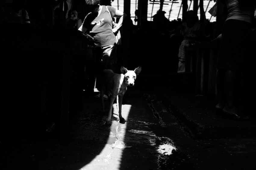 Dog in shadows in the market