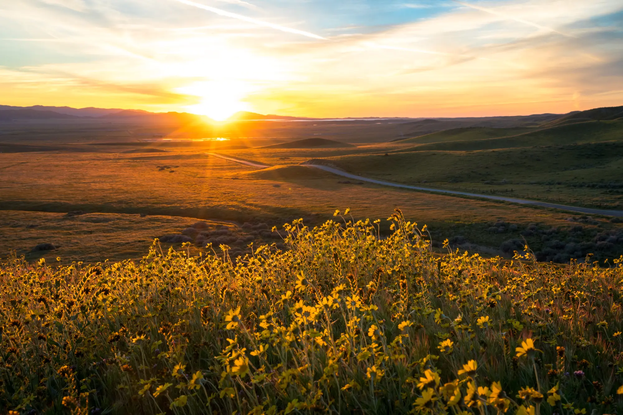 carrizo plain