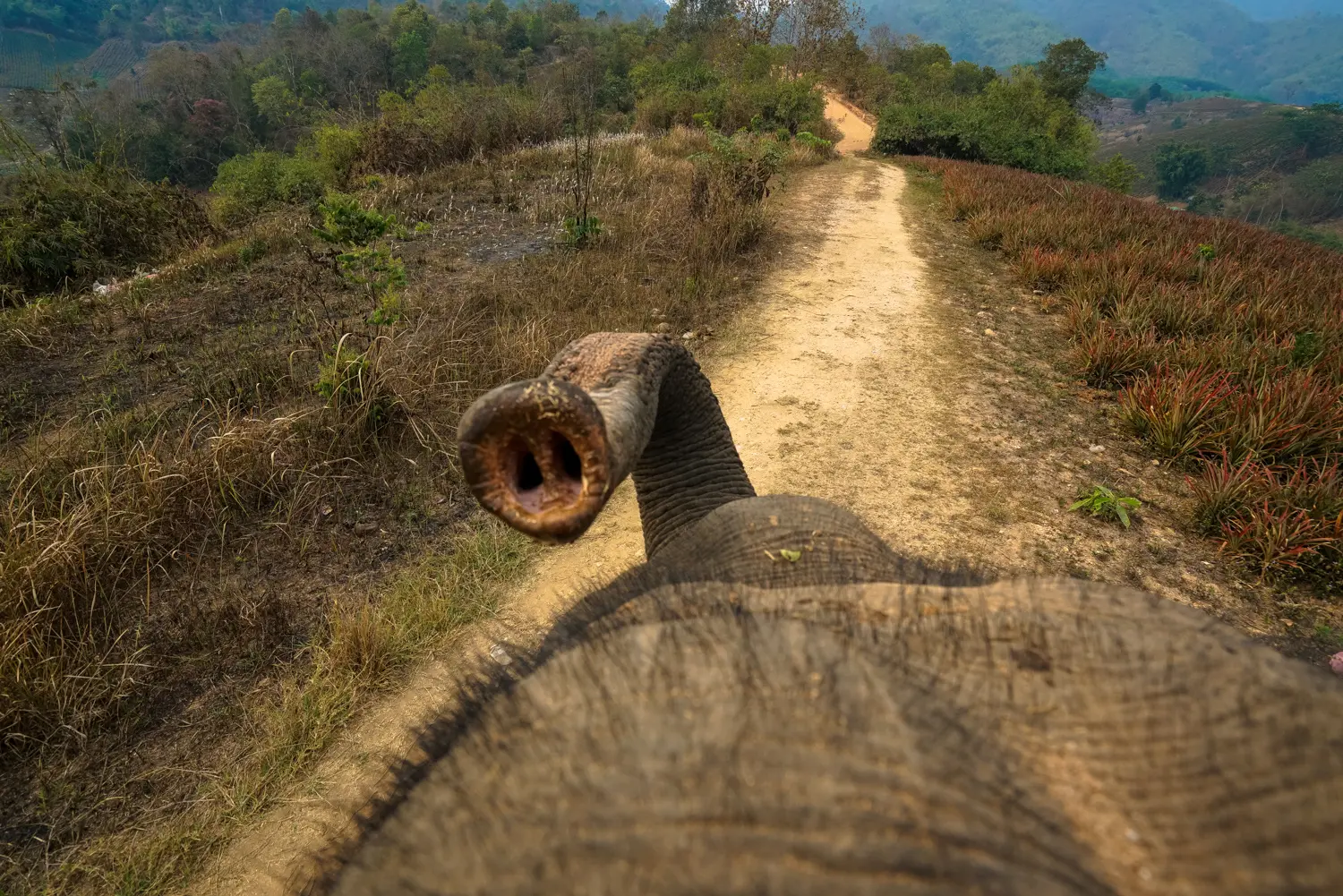 Elephant in Thailand