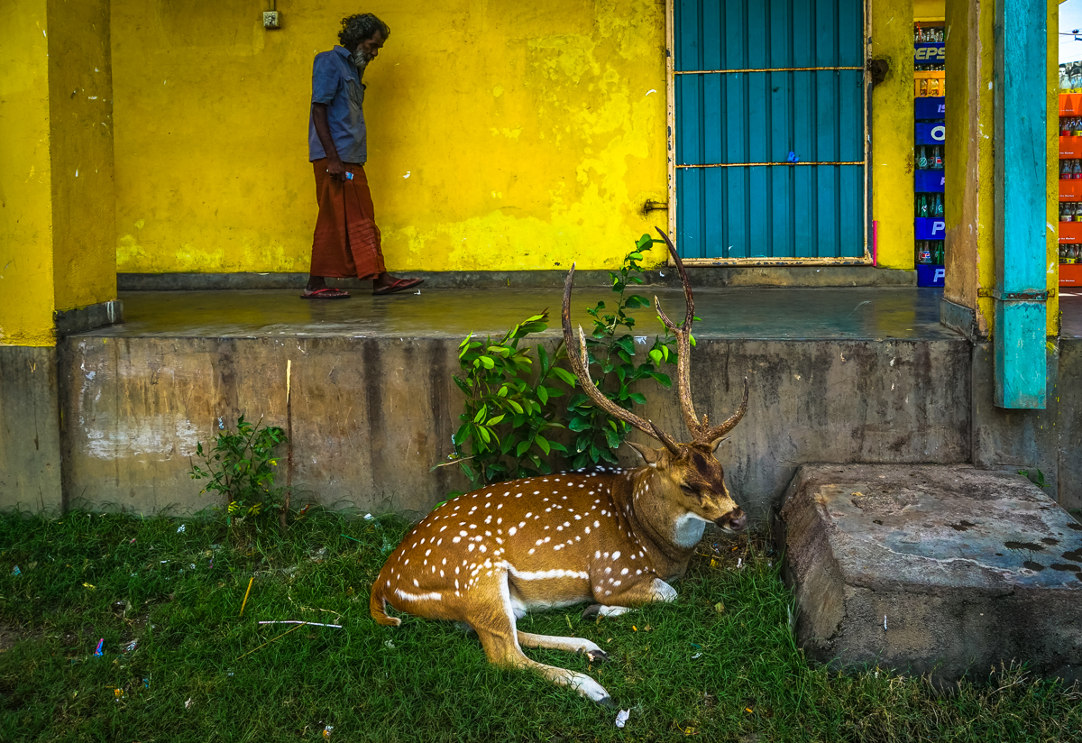 Deer Trincomalee Sri Lanka