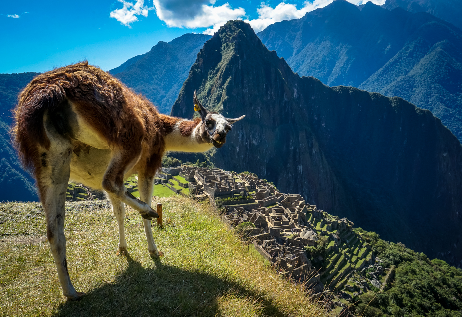 machu picchu lama llama